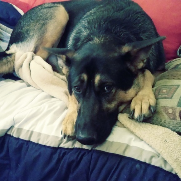 Meet your Posher, Joey - Picture 6 of 8